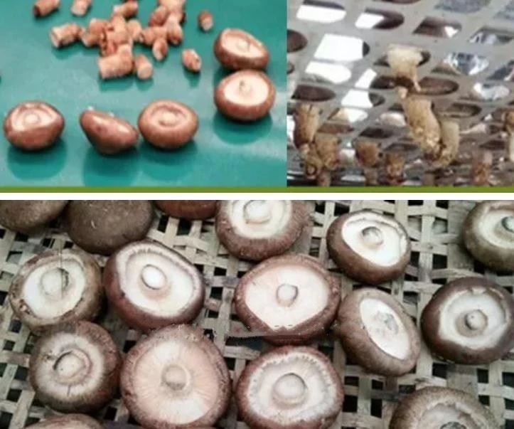 Mushroom Stem Removing Machine