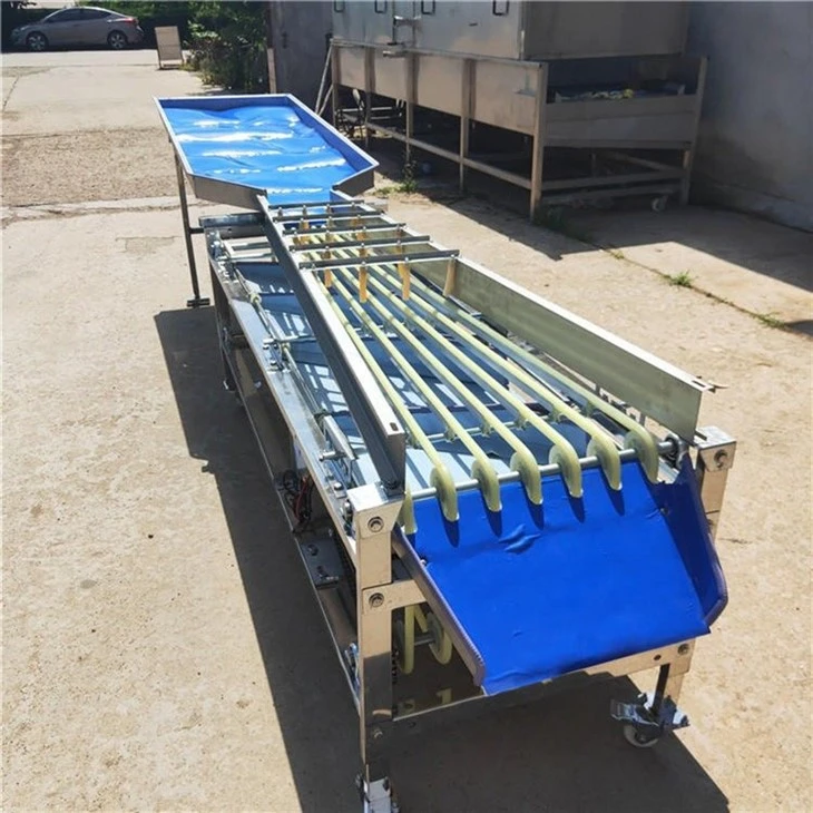 Olive Sorting Machine